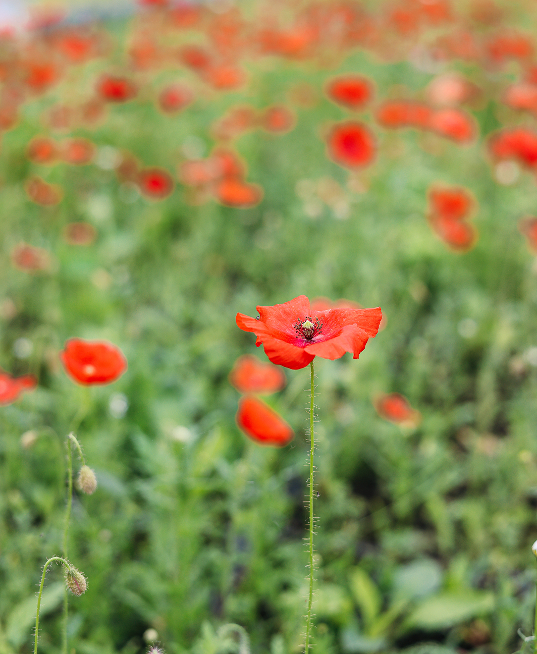 rode-bloemetjes-2