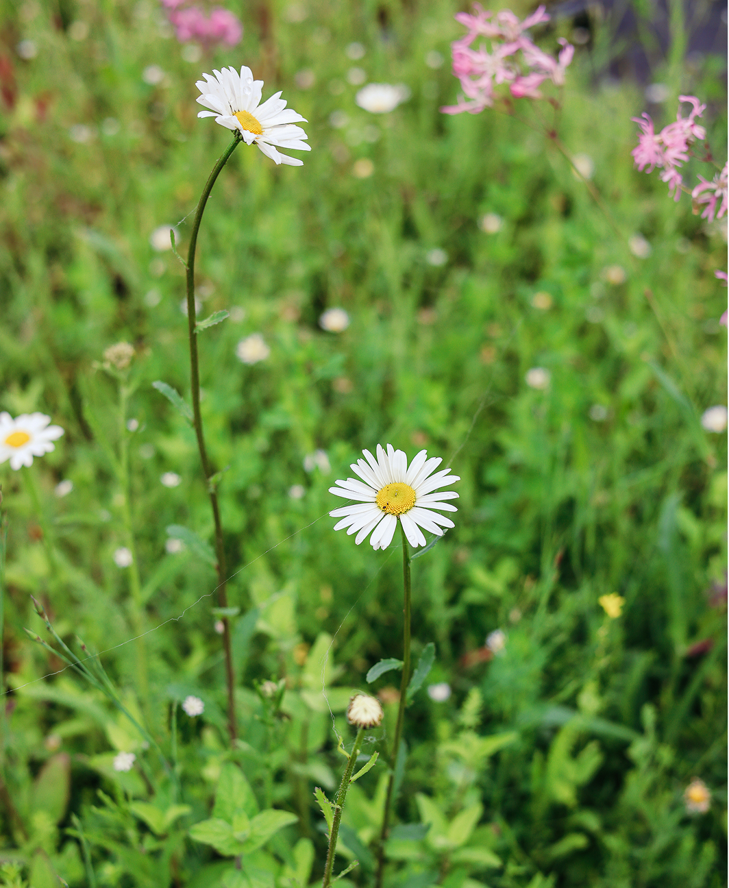 wit-bloemetje